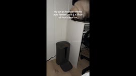 Oakley the cat’s daily feeder shenanigans