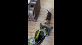 Little Dog Tries to Show the Vacuum Who's Boss