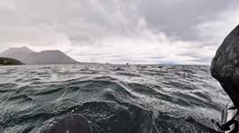 Humpback Whale Briefly Swallows Kayaker