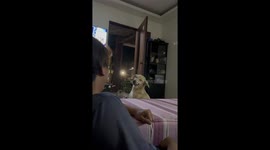 Bashful Dog Hides Face