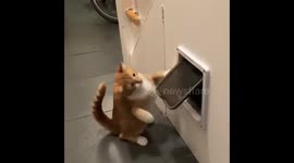 Feisty Orange Kitten Baps Cat Flap