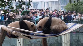 China: Giant Panda at Chongqing Zoo