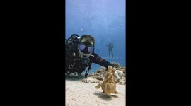Diver Has a Rare Encounter With an Anglerfish