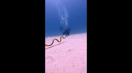 Underwater Meeting With a Ribbon Eel