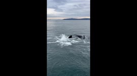 Orcas and a duck’s unexpected encounter at Alki Beach
