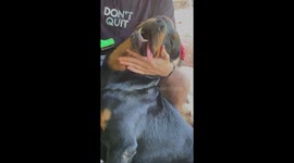 Rottweiler Loves Being Brushed