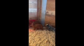 Herding Puppy's First Day on the Job