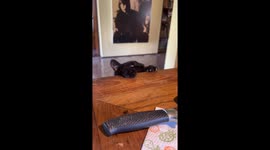 Hanging in There for a Bit of Chicken