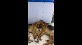 Dog sleeps with tongue out in a funny way in Tbilisi, Georgia