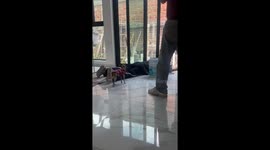 Dog climbs onto construction worker's back in Guadalajara, Mexico