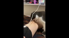 Cat bites and twists person's knee in Leningrad, Russia