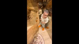 Dog unknowingly brushes its tail on child in elevator in Jilin, China