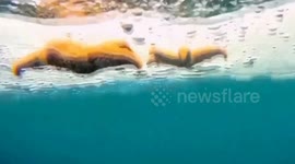 Rare view of starfish under the ice