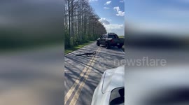 Alligator crosses road with turtle clamped in its jaws