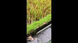 Resident climbs into drainage canal to rescue pregnant stray dog