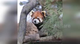 Red pandas relax in their enclosure at Milwaukee Zoo