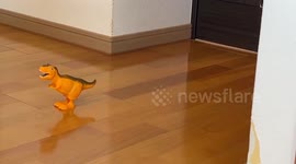 Beak it! Pet parrot does Michael Jackson moonwalk dance