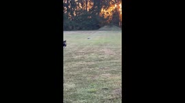 Pet dog pursues armadillo as it digs holes in the yard