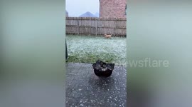 Adorable pup experiences snow for the first time