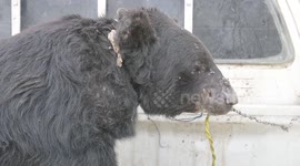 'Severely abused' black bear rescued after being trained to fight dogs for entertainment