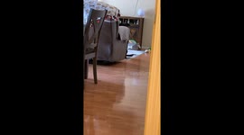 When You Start Suspecting Your Dog is a Skinwalker