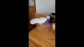 Cockatoo Fascinated By Ring Camera