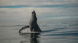 Whale Breach Photos Compilation - Cape Town, South Africa