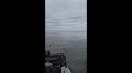 Boaters delighted as pod of whales surround vessel and surface