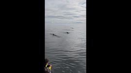 Whale tails at arm’s length. Whales swam extremely close to the boat.