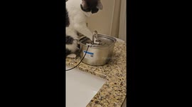 Cat Seems Fascinated by Paw Under Running Water
