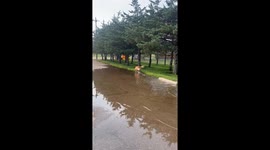 Golden Retriever Plays In Puddle