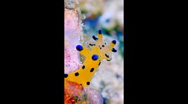 Spotted Yellow Sea Slug Looks Like a Cartoon Character