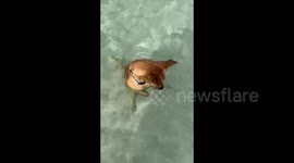 Dog Watches Fish While Sitting In Sea