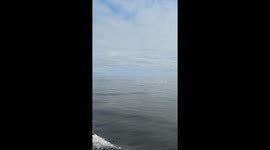 Majestic Whale Leaps Out of the Ocean