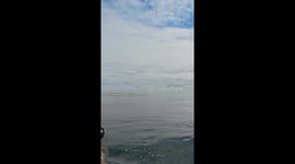Whale Breaching Spectacle – Nature at Its Best!