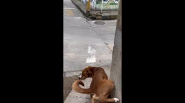 Dog Loves Spinning on the Merry-Go-Round
