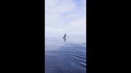 Epic Whale Breach Caught on Camera!
