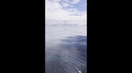 Awesome whale breach with a mid-air twist!