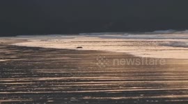 A young exhausted beached Seal that was stranded for hours on Lelant beach finally escapes back into sea.