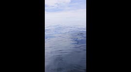 The whale swims extremely close to the boat and dives right in front of the bow.