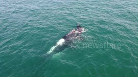 A mother with her newborn calf off the coast of Hermanus. Drone Video.