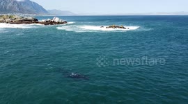 whale swims gracefully off the coast of Hermanus