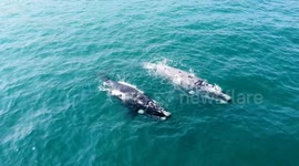 Two whals swims gracefully off the coast of Hermanus