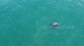 A mother with her newborn calf off the coast of Hermanus. Drone Video.