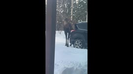 Moose Car Wash