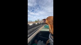 Dog Loves Winter Breeze From Sunroof