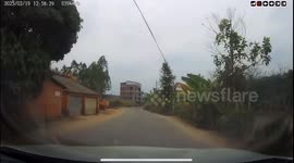 Chinese dog blocks road to warn driver of approaching truck