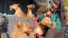 Terrier trio creating rare spectacle at Crufts this year