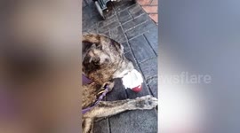 My dog is 22 years old and could be Britain's oldest