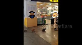 Cats form orderly line for food outside Chinese supermarket - angry feline throws punch at queue-jumper